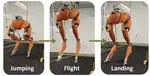 Bipedal Hopping: Reduced-order Model Embedding via Optimization-based Control