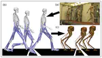 From Human Walking to Bipedal Robot Locomotion: Reflex Inspired Compensation on Planned and Unplanned Downsteps